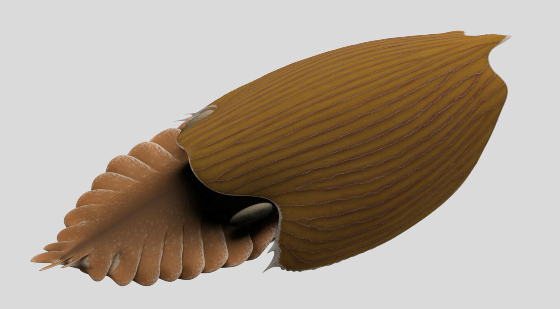 Giant 'swimming head' creature lived in our oceans 500 million years ago